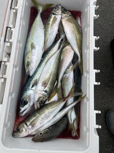 アジ(マアジ)・イナダ(ブリ)