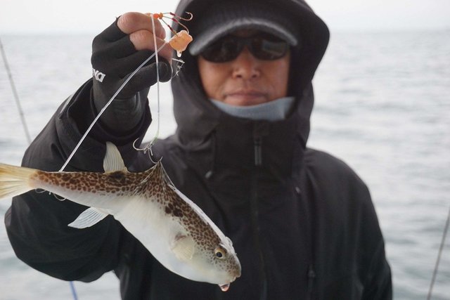 ショウサイフグ