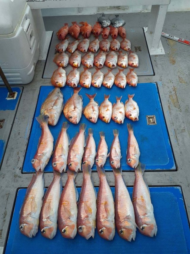 マダイ・アマダイ(アカアマダイ)