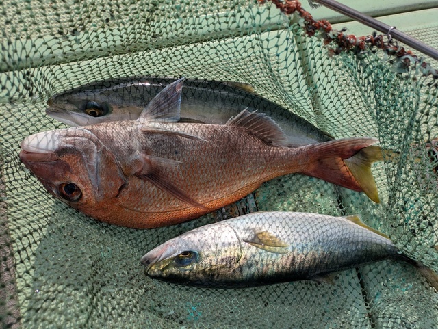 タイ(マダイ)・ハマチ(ブリ)