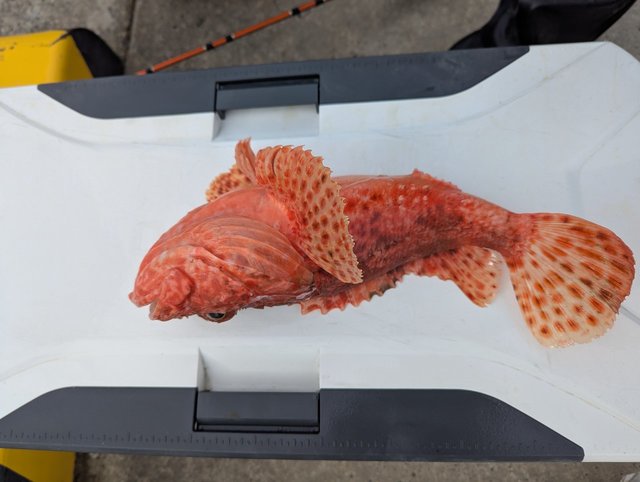 オニカサゴ(イズカサゴ)