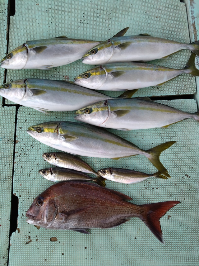 タイ(マダイ)・ハマチ(ブリ)