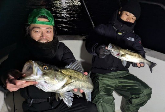 シーバス(スズキ)