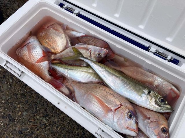 マダイ・ハナダイ(チダイ)・アジ(マアジ)