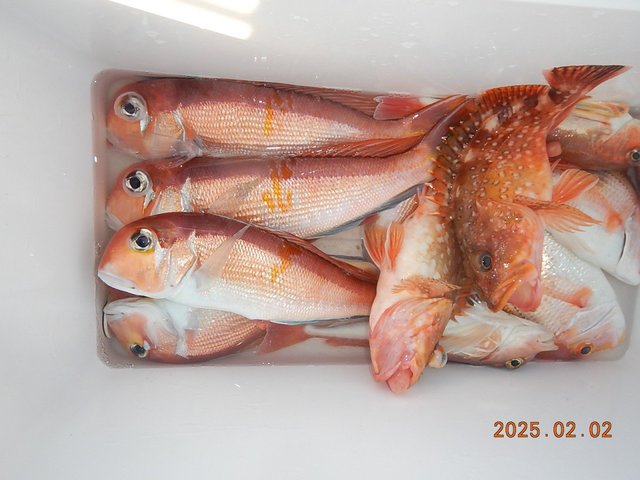 アマダイ(アカアマダイ)・オニカサゴ