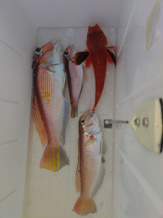 アマダイ(アカアマダイ)・ホウボウ