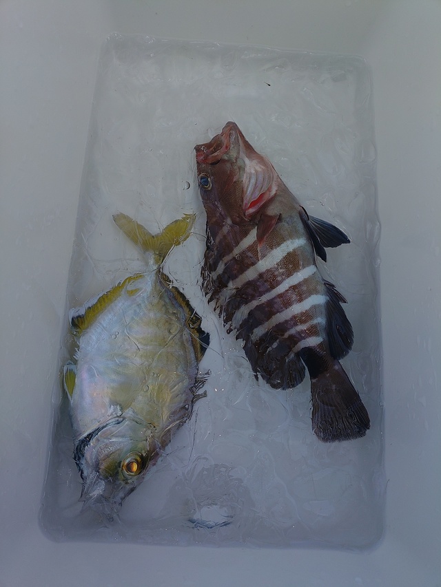 カイワリ・ハタ(マハタ)