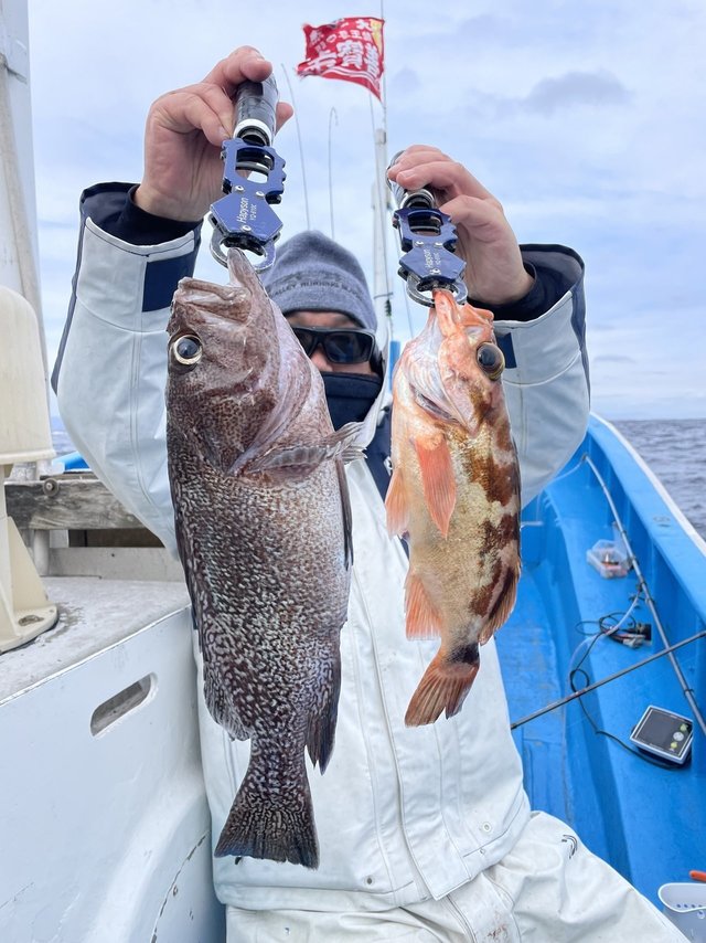 メバル・マゾイ(キツネメバル)