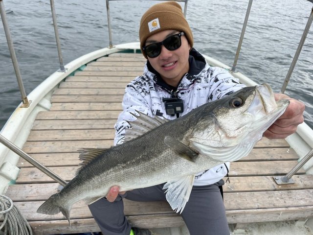 シーバス(スズキ)