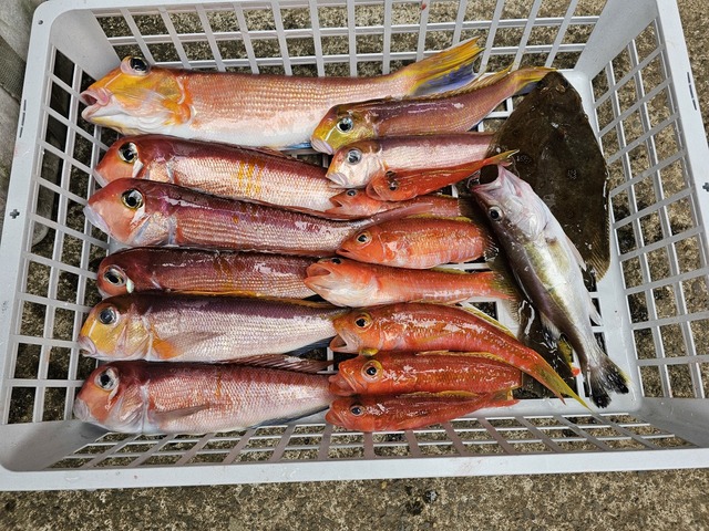 アマダイ(アカアマダイ)