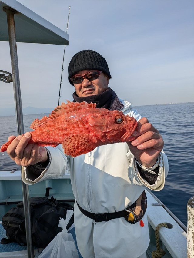 カンコ(ウッカリカサゴ)