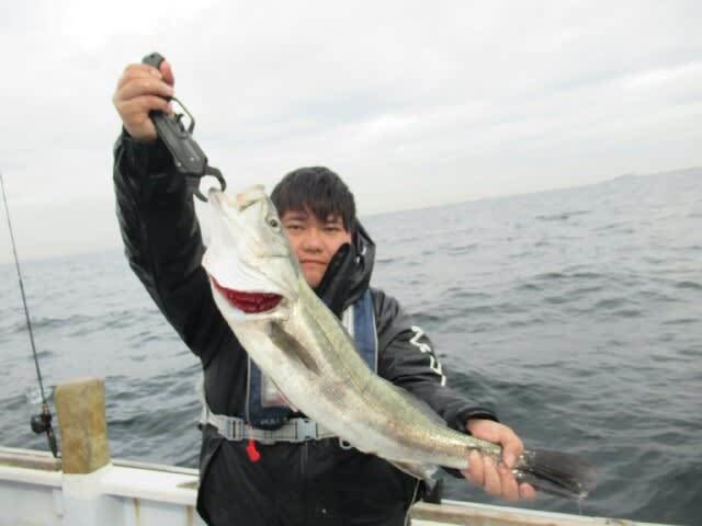 シーバス(スズキ)