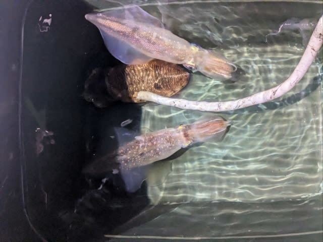 ヤリイカ・コウイカ