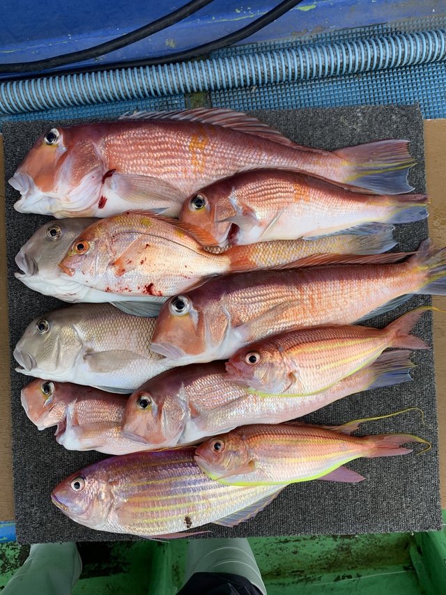 アマダイ(アカアマダイ)