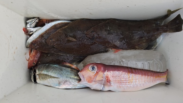 アマダイ(アカアマダイ)