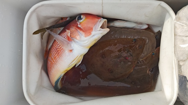 アマダイ(アカアマダイ)