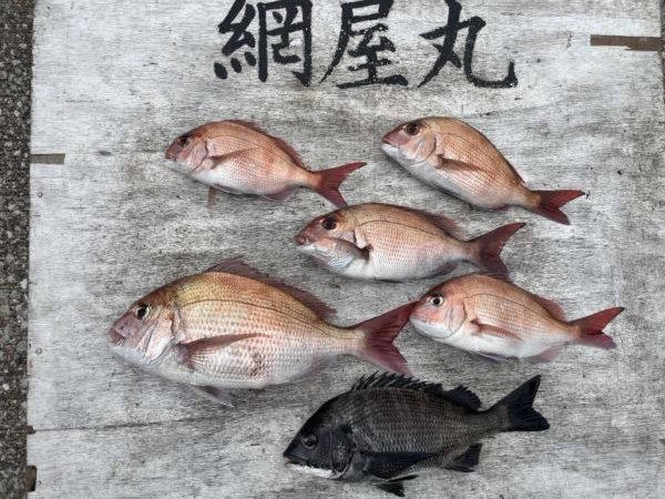 マダイ・クロダイ