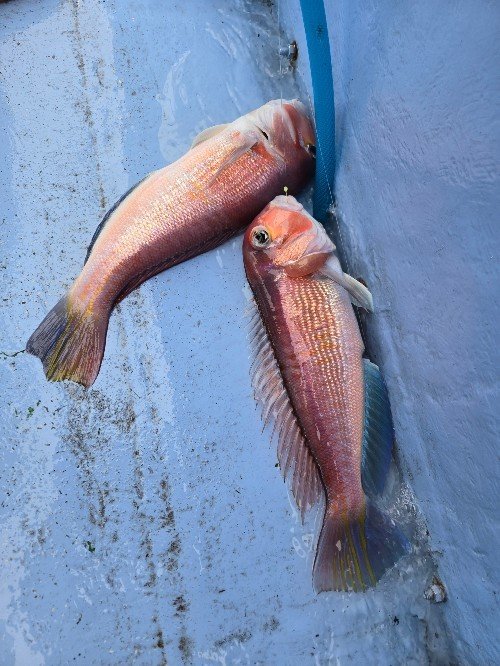 アマダイ(アカアマダイ)