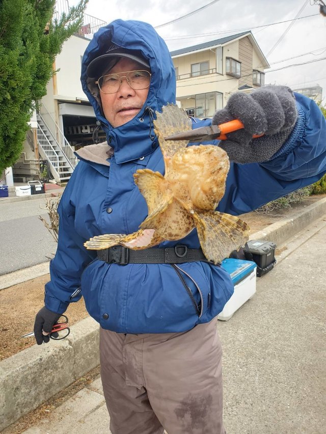 オコゼ(オニオコゼ)