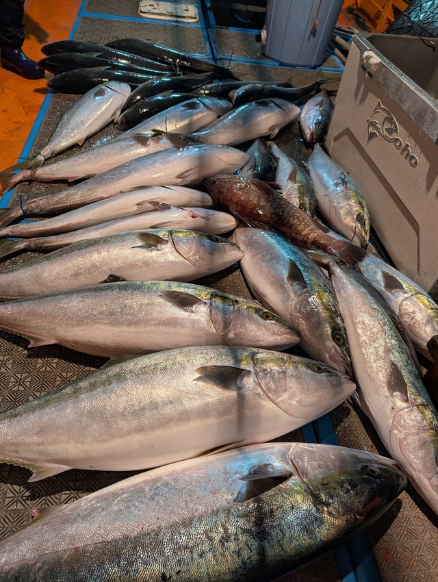 ブリ・ヤズ(ブリ)