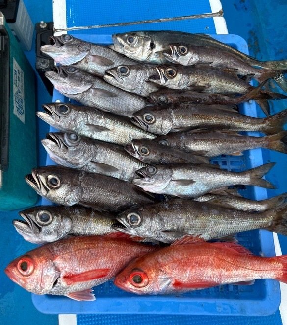 クロムツ・アカムツ