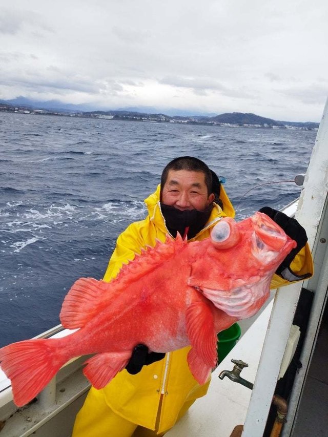 アコウ(キジハタ)