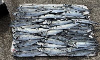 サゴシ(サワラ)