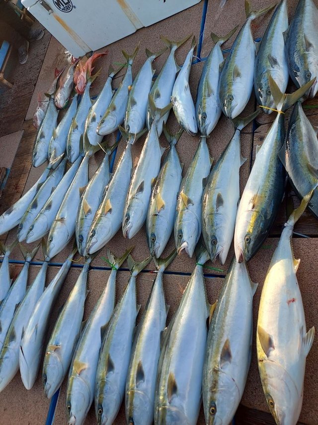 ヤズ(ブリ)・ヒラマサ