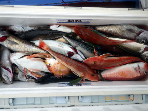 キダイ・アマダイ(アカアマダイ)・クロムツ・ゴマサバ・ホウボウ