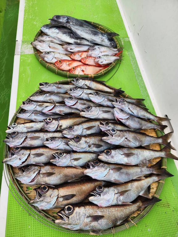 クロムツ・メダイ・キンメ(キンメダイ)・シロムツ(オオメハタ)