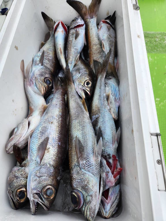 クロムツ・シロムツ(オオメハタ)