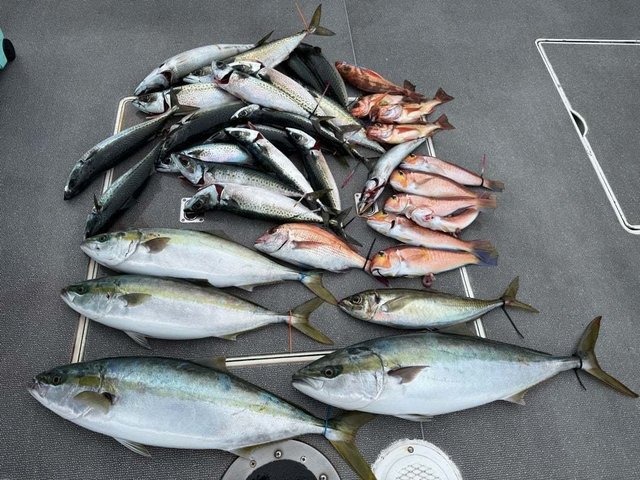 マダイ・ハマチ(ブリ)・アマダイ(アカアマダイ)