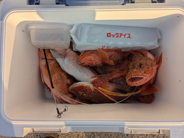 オニカサゴ(イズカサゴ)