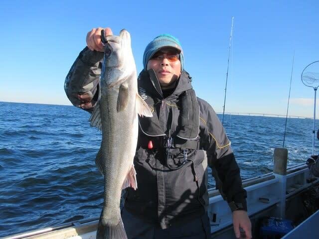 シーバス(スズキ)