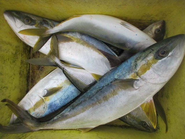 ツバス(ブリ)・メジロ(ブリ)