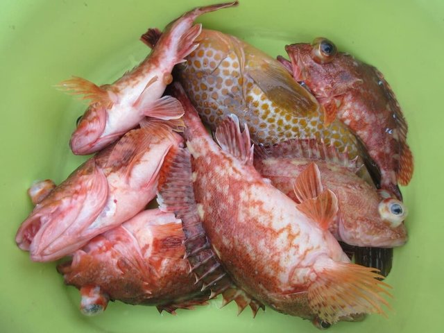 ガシラ(カサゴ)