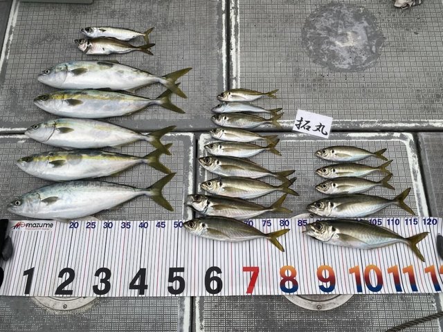 アジ(マアジ)・ハマチ(ブリ)