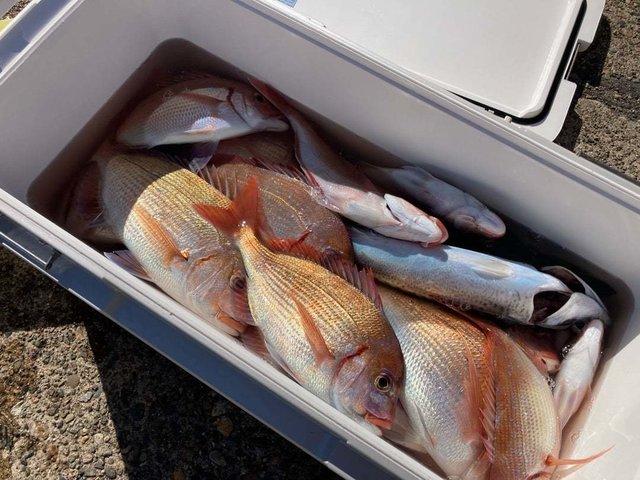 ハナダイ(チダイ)