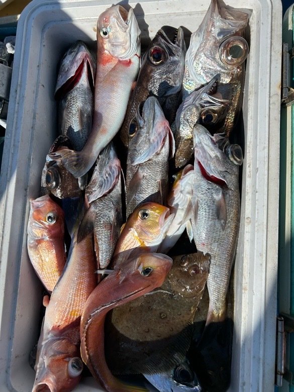 アマダイ(アカアマダイ)・シロアマダイ・クロムツ・ガンゾウビラメ