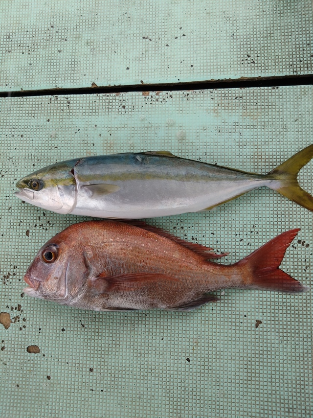 タイ(マダイ)・ハマチ(ブリ)
