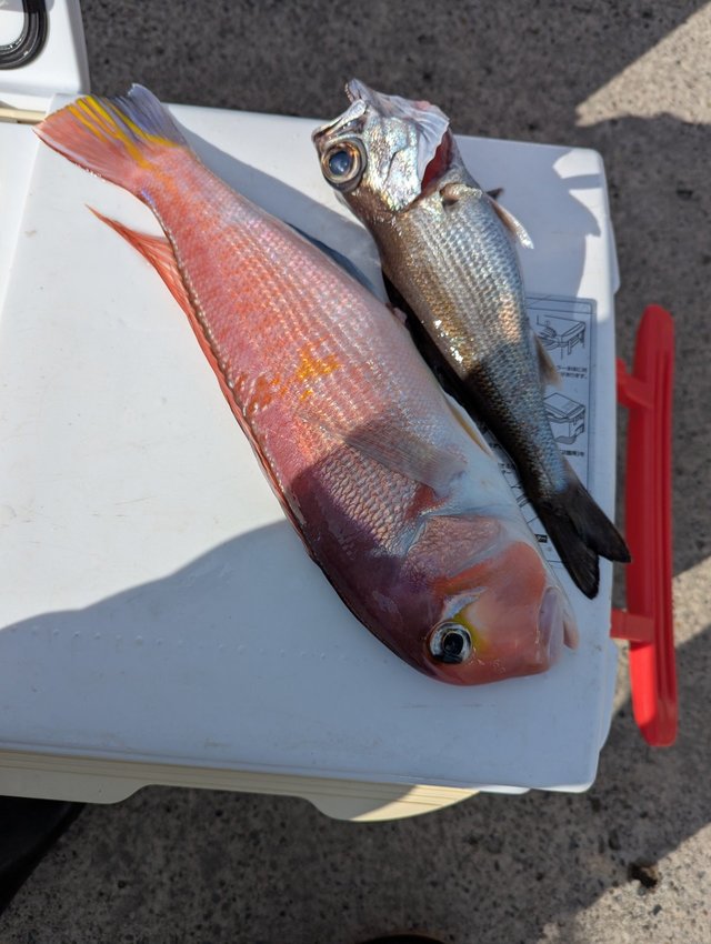 アカアマダイ・クロムツ