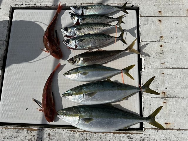 アジ(マアジ)・イナダ(ブリ)・ホウボウ・サバ(ゴマサバ)