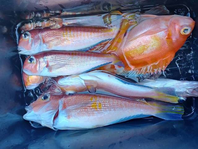 アマダイ(アカアマダイ)