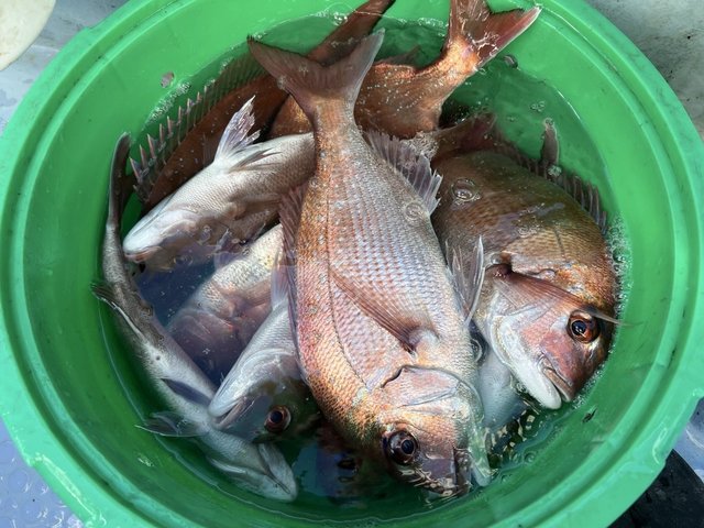 マダイ・ハナダイ(チダイ)