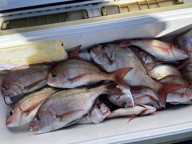 マダイ・ハナダイ(チダイ)