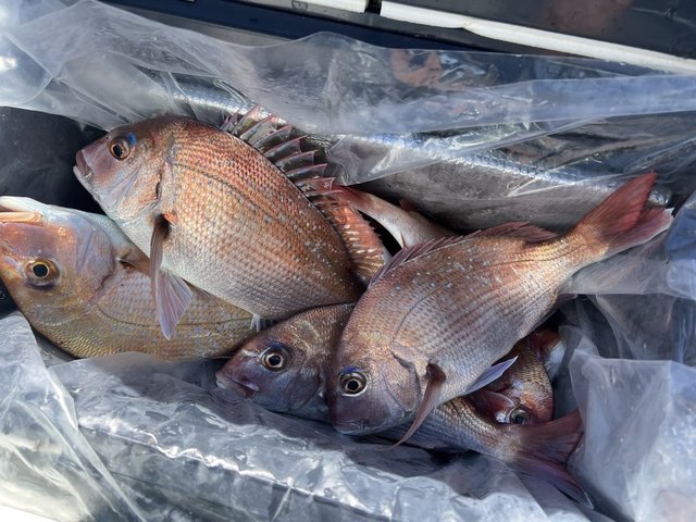 マダイ・ハナダイ(チダイ)