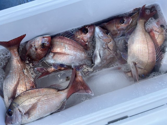 マダイ・ハナダイ(チダイ)