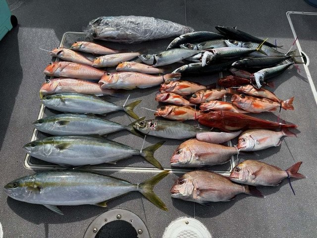 マダイ・アジ(マアジ)・ブリ・アマダイ(アカアマダイ)・サバ(ゴマサバ)