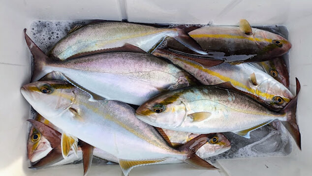 ネイリ(カンパチ)