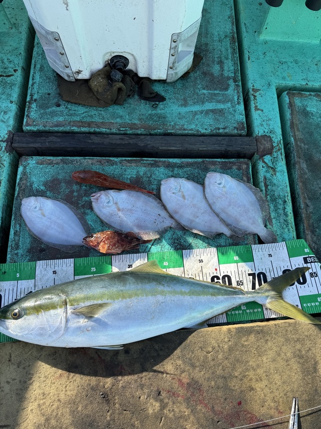 ブリ・ガンゾウヒラメ(ガンゾウビラメ)